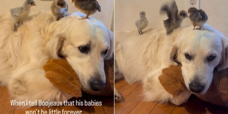 Golden Retriever Is ‘Hurt’ When He Learns His Babies Will Grow up One Day