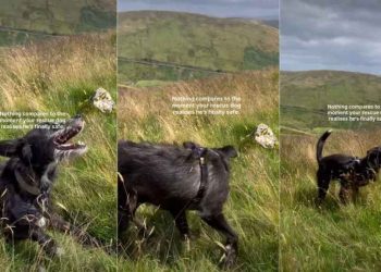 Rescue Dog Realizing His Freedom Amid the Vast Sky Is Priceless