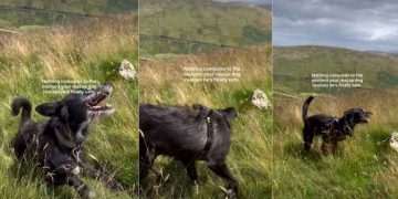 Rescue Dog Realizing His Freedom Amid the Vast Sky Is Priceless