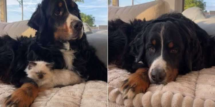 Dog Keeps Cat Hidden After Taking His Duties Too Seriously