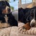 Dog Keeps Cat Hidden After Taking His Duties Too Seriously