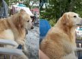 Owner Believes Dog Has ‘Grumpy Old Man’ Trapped in His Body