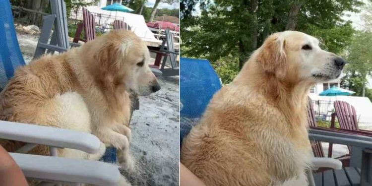 Owner Believes Dog Has ‘Grumpy Old Man’ Trapped in His Body