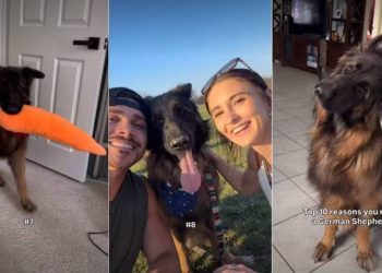Owner Lists Down Ten Reasons One Needs German Shepherd