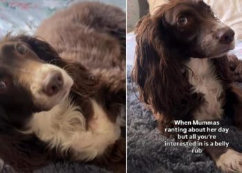 Dog Slowly Falls on Back for Belly Rubs During Mom’s Ranting