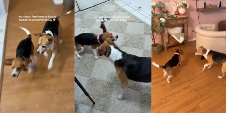 Rescue Dog Experiences First Zoomies & Knows This Is How Life Should Be