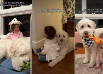 Owner Shows Goldendoodle & Little Girl Being Besties Forever