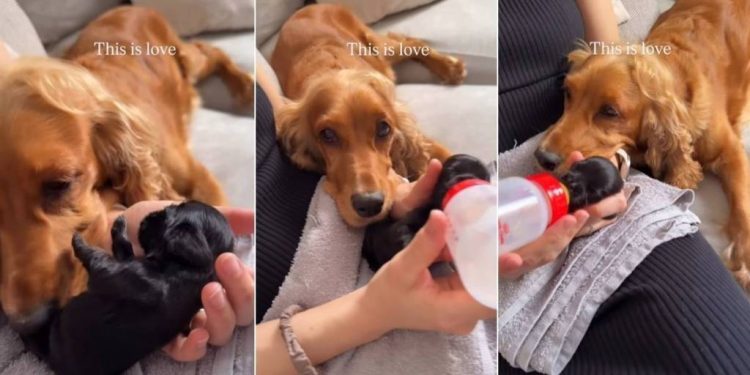 Dog Knows Her ‘Weak’ Baby Needs Mom’s Help, but Never Stops Watching Over Her