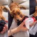 Dog Knows Her ‘Weak’ Baby Needs Mom’s Help, but Never Stops Watching Over Her