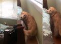 Senior Golden Retriever Will Never Stop Needing Mom’s Comfort When Life Gets Scary