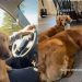 Golden Retriever & Dachshund Nail ‘Big Dog Small Dog Combo’