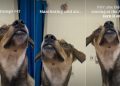 Dog Tries To Turn on AC Using Nothing but Eye Contact
