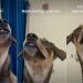 Dog Tries To Turn on AC Using Nothing but Eye Contact