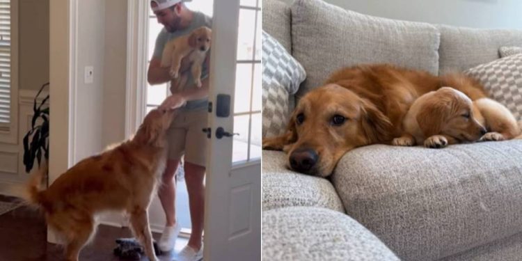 Golden Retriever Meets Little Puppy & Their Worlds Finally Become One