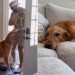 Golden Retriever Meets Little Puppy & Their Worlds Finally Become One