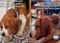 Rescue Dog Freed From Cage Learns Joy of Playing With a Ball for First Time