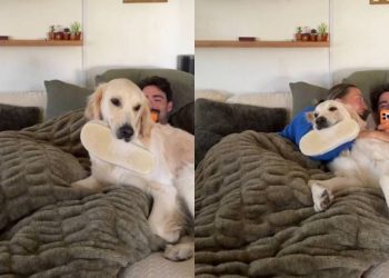 Golden Retriever Won’t Let Owners Hang Out by Themselves