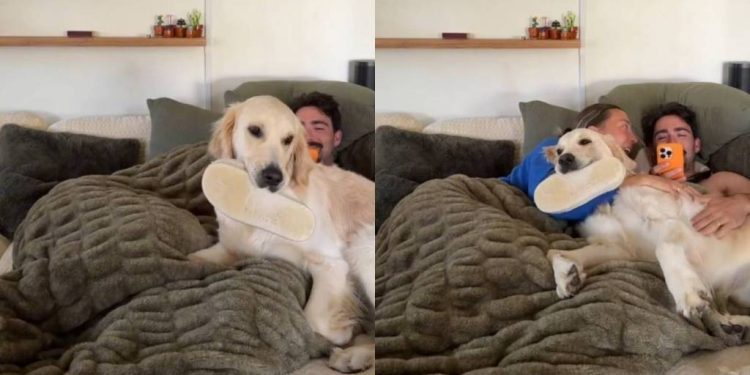 Golden Retriever Won’t Let Owners Hang Out by Themselves