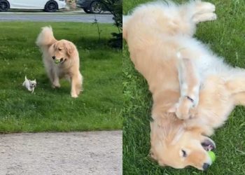 Golden Retriever & Chihuahua Duo Love Playing Together Outdoors