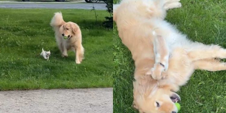 Golden Retriever & Chihuahua Duo Love Playing Together Outdoors