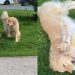 Golden Retriever & Chihuahua Duo Love Playing Together Outdoors