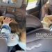 ‘Paralyzed’ Rescue Dog Finally Feels Safe in Little Girl’s Arms as a Foster