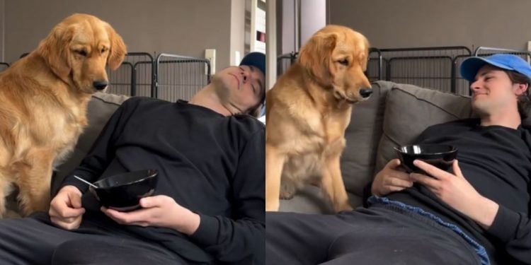 Golden Retriever Resists but Ultimately Gives in to Temptation