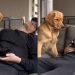 Golden Retriever Resists but Ultimately Gives in to Temptation