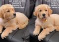 Owner Reveals Golden Retriever Pup’s Cute & Funny Walk Stats