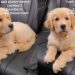 Owner Reveals Golden Retriever Pup’s Cute & Funny Walk Stats