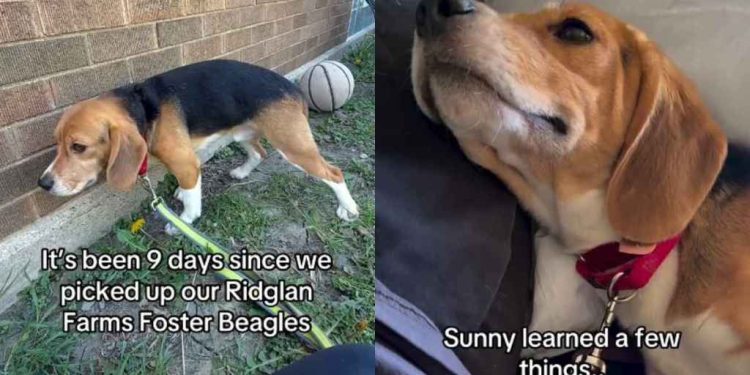 Rescue Dog Learning To Love Toys & Snuggles After Life in Cage Is Stuff of Fairytales