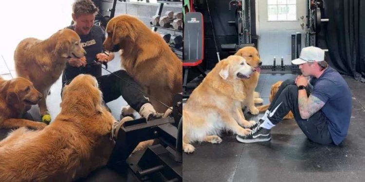 This Is What Working Out With 4 Golden Retrievers Looks Like