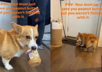 Corgi Is Not Ready To Give Back Peanut Butter Jar to Mom