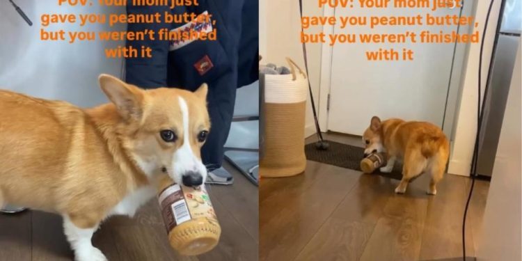 Corgi Is Not Ready To Give Back Peanut Butter Jar to Mom