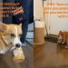 Corgi Is Not Ready To Give Back Peanut Butter Jar to Mom