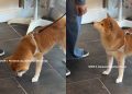 Dog Has the Perfect Trick up Her Paw for Getting Treats Twice