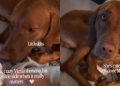 Dog Meets Little Baby for First Time, but Gets Approval To See if It’s Okay