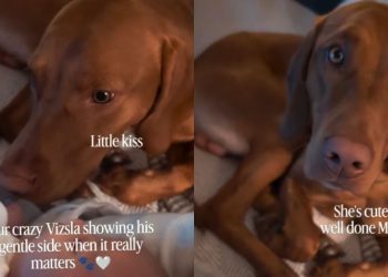 Dog Meets Little Baby for First Time, but Gets Approval To See if It’s Okay
