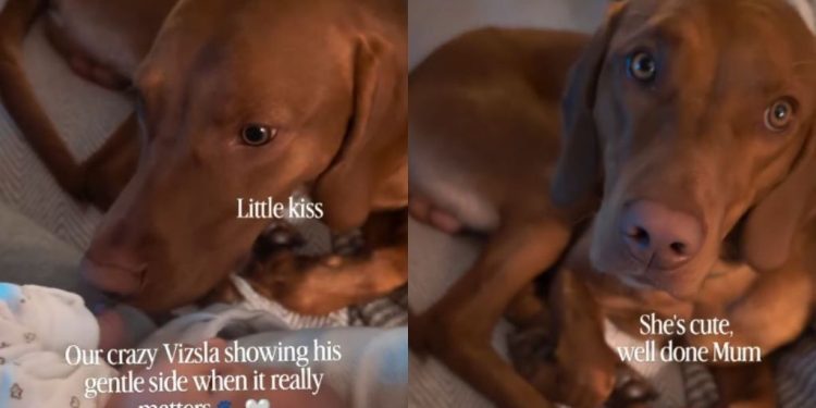 Dog Meets Little Baby for First Time, but Gets Approval To See if It’s Okay