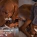 Dog Meets Little Baby for First Time, but Gets Approval To See if It’s Okay