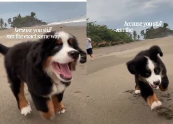 Dog Has Been Running the Same Way Since Puppy Days