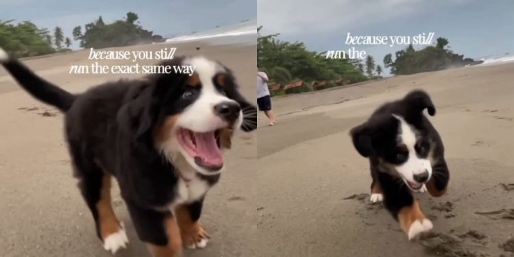 Dog Has Been Running the Same Way Since Puppy Days