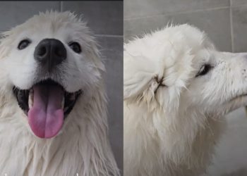Dog Has Perfect Trick for Making Bath Time More Fun