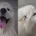 Dog Has Perfect Trick for Making Bath Time More Fun