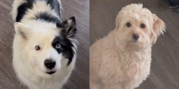 Dog Can’t Believe Her Furry Sister Would ‘Complain’ About Her to Owner