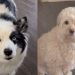 Dog Can’t Believe Her Furry Sister Would ‘Complain’ About Her to Owner