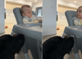 Dog Gets Snack From Baby as They Are Partners in Crime