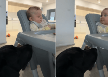 Dog Gets Snack From Baby as They Are Partners in Crime