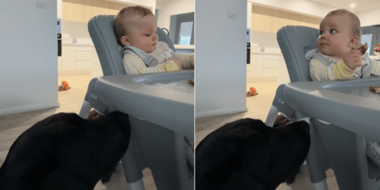 Dog Gets Snack From Baby as They Are Partners in Crime