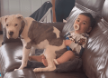 Dog Sits on Baby’s Lap & Makes Him Giggle With Happiness